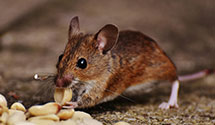 24 Hour & Emergency Exterminators in Fort Thomas, KY